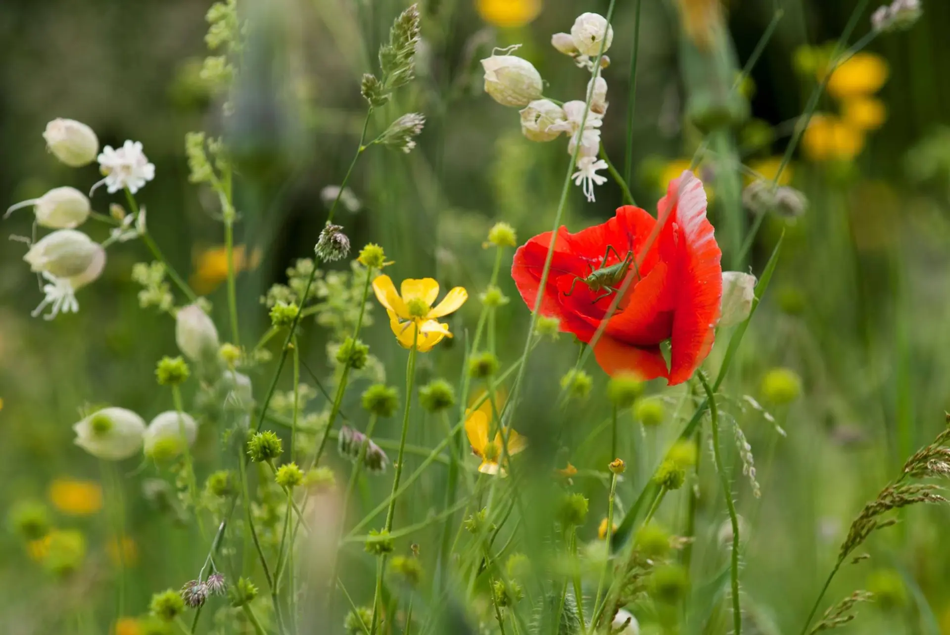 Rendez-vous nature et peinture : La biodiversité au moulin du Séchier
