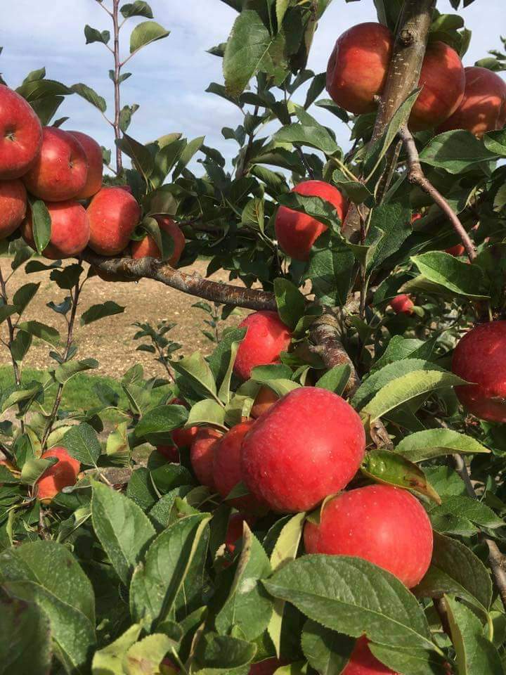 Randonnée des Vergers des Beaumonts