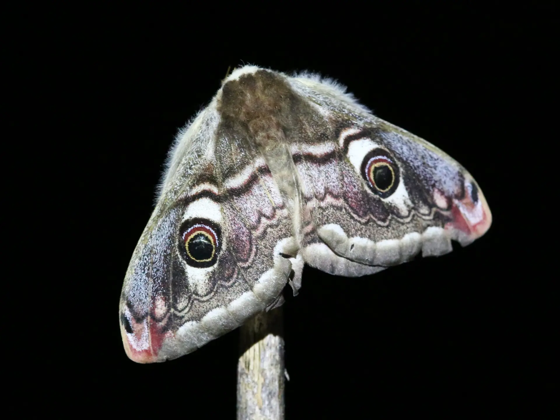 Quand la nuit s’anime : rencontre avec les papillons nocturnes