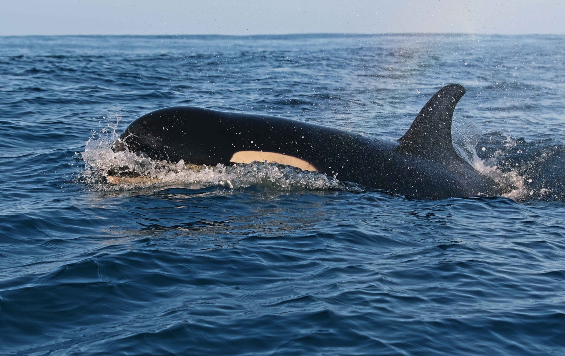 Conférence sur le Gouf et le fonctionnement de son écosystème