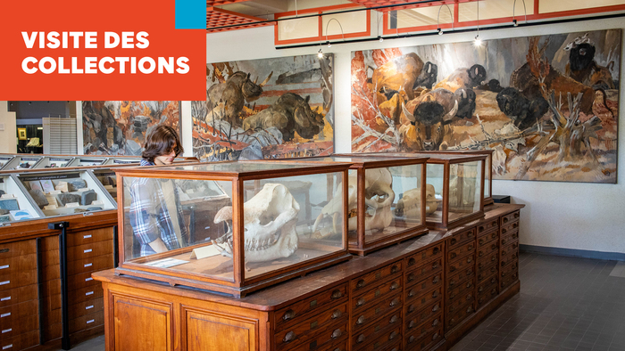 Midis des collections