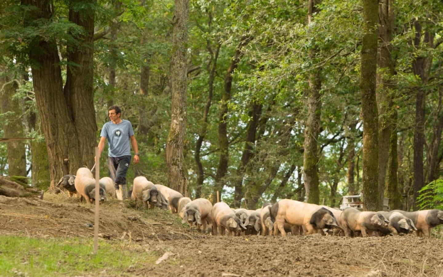 Visite d'une ferme familiale de porcs Kintoa et de piment d'Espelette