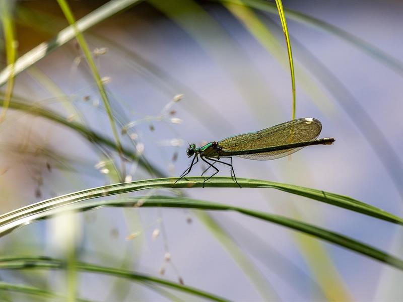 Promenade naturaliste le long des rives du Fleckenstein