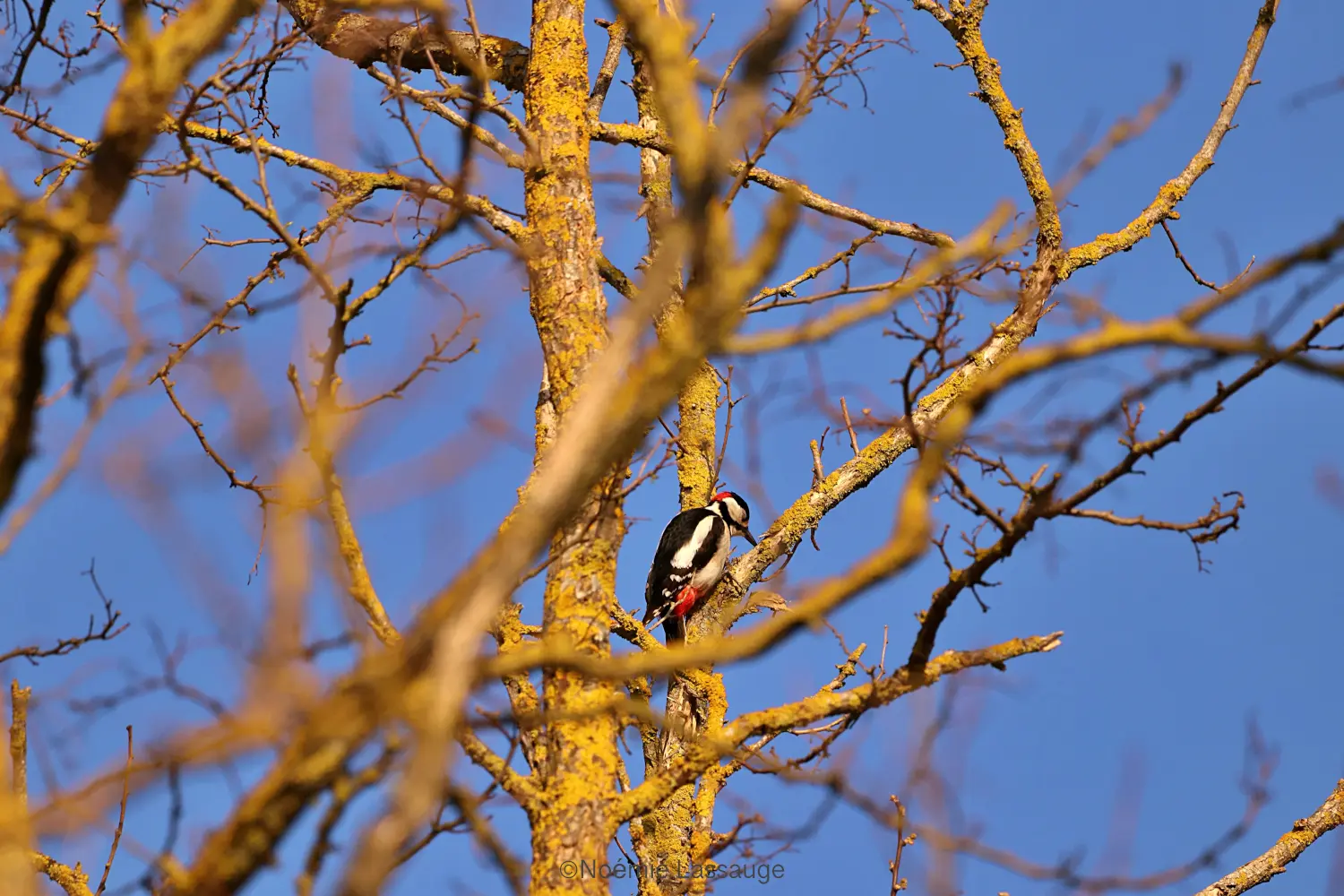 Les Rendez-vous du Parc : Le monde des oiseaux : Oiseaux des forêts