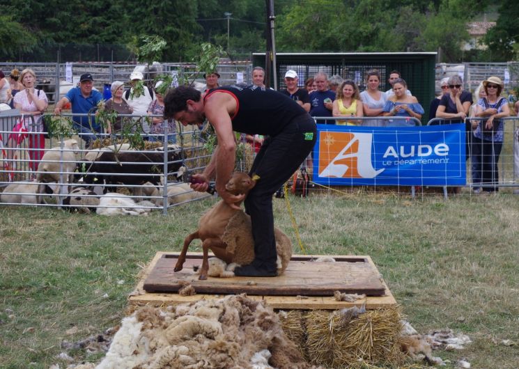 FOIRE AUX BESTIAUX DE MISSÈGRE