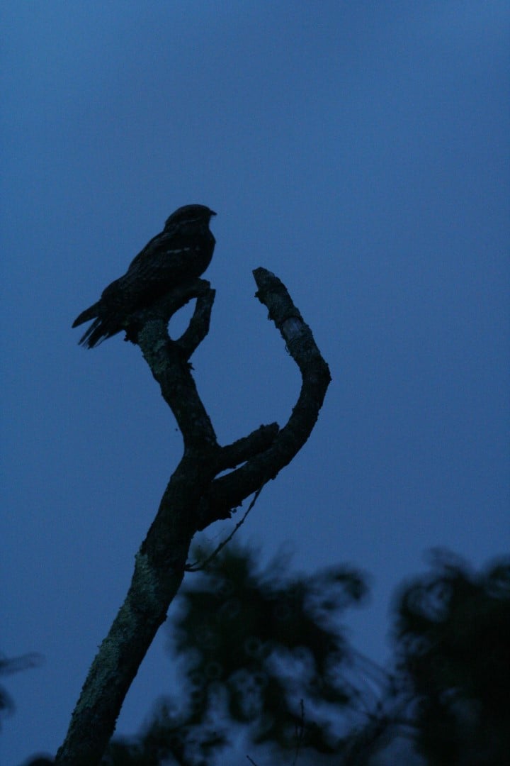 Sortie nature : Un soir d'été dans les landes, à l'écoute de l'engoulevent