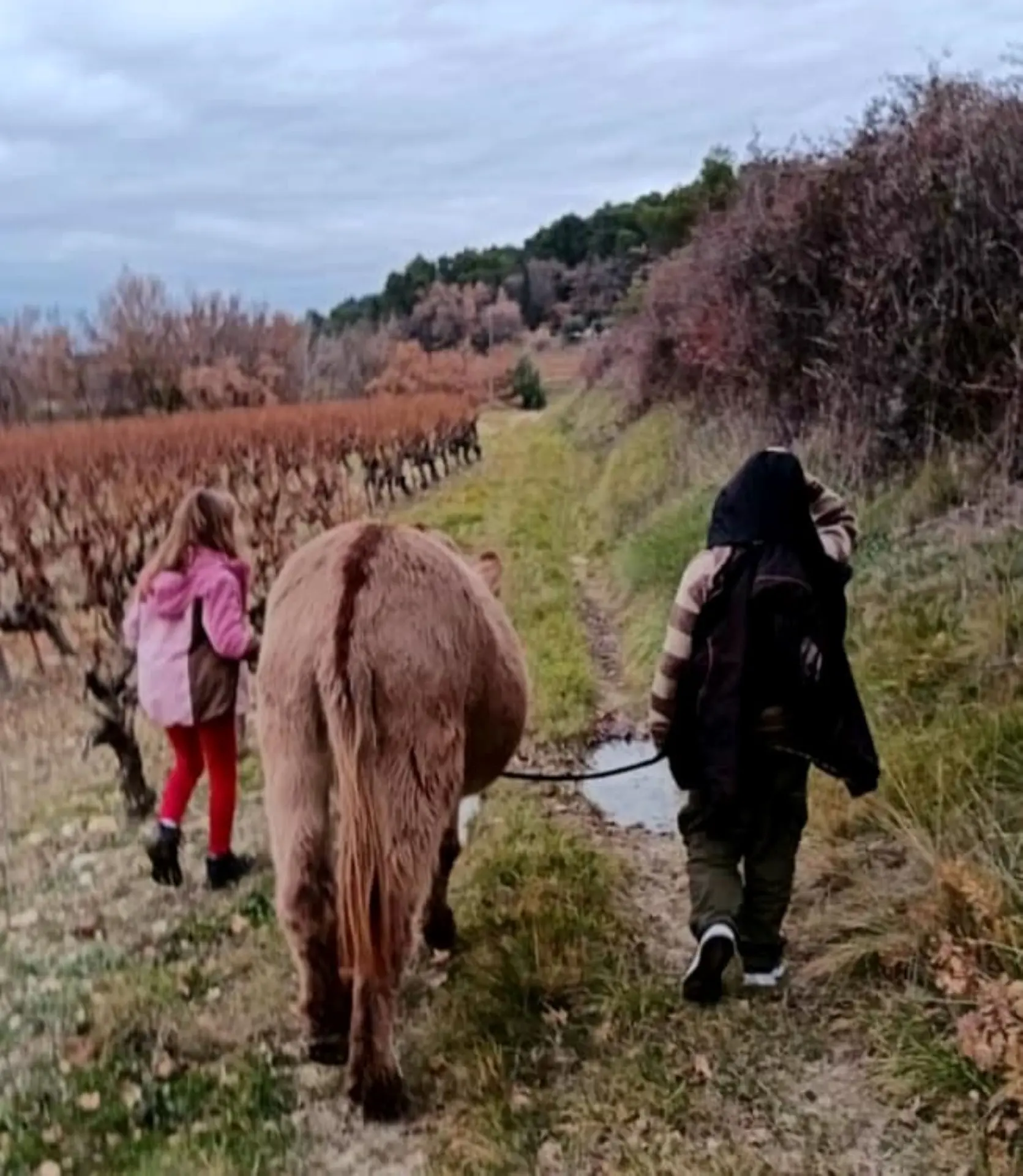 Rendez-vous nature "L'âne et la campagne" - Domaine des Adrès