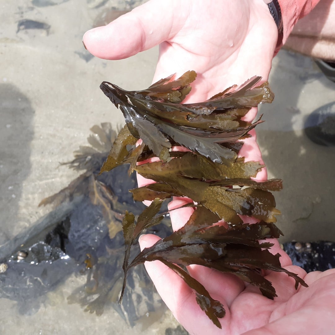 Sortie Nature avec Monsieur Jean- « Focus sur le fucus, découverte des algues marines »