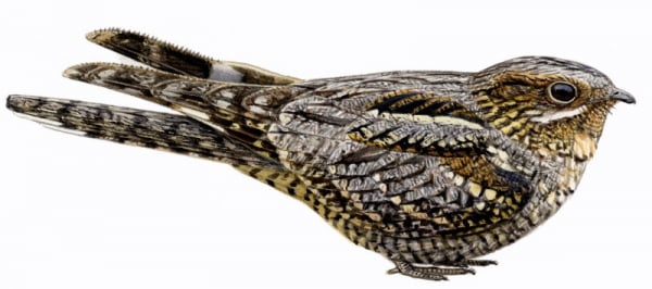 Tourbière des Dauges : le crapaud volant téteur de chèvres