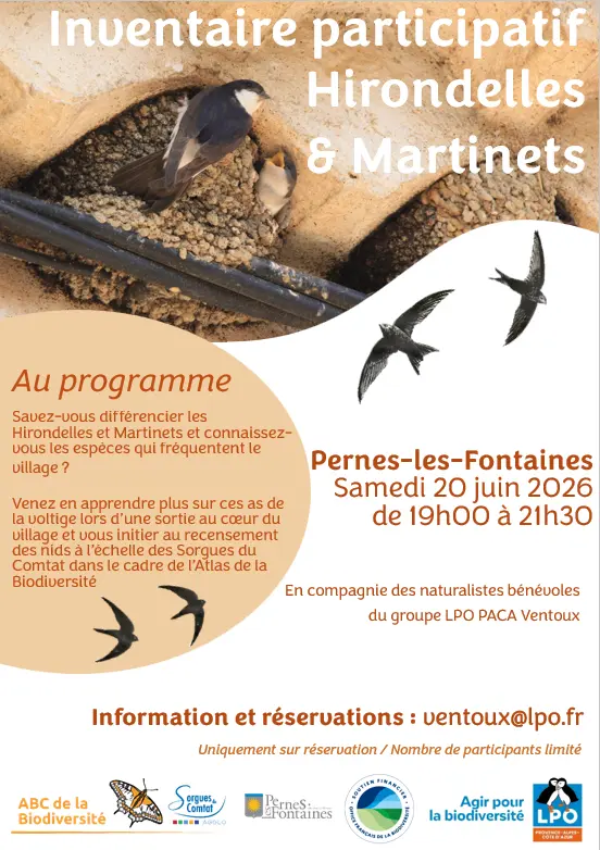 Inventaire participatif hirondelles & martinets