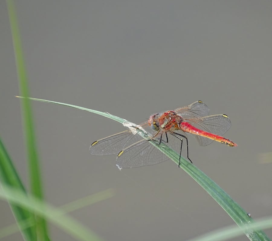 Les libellules du bocage