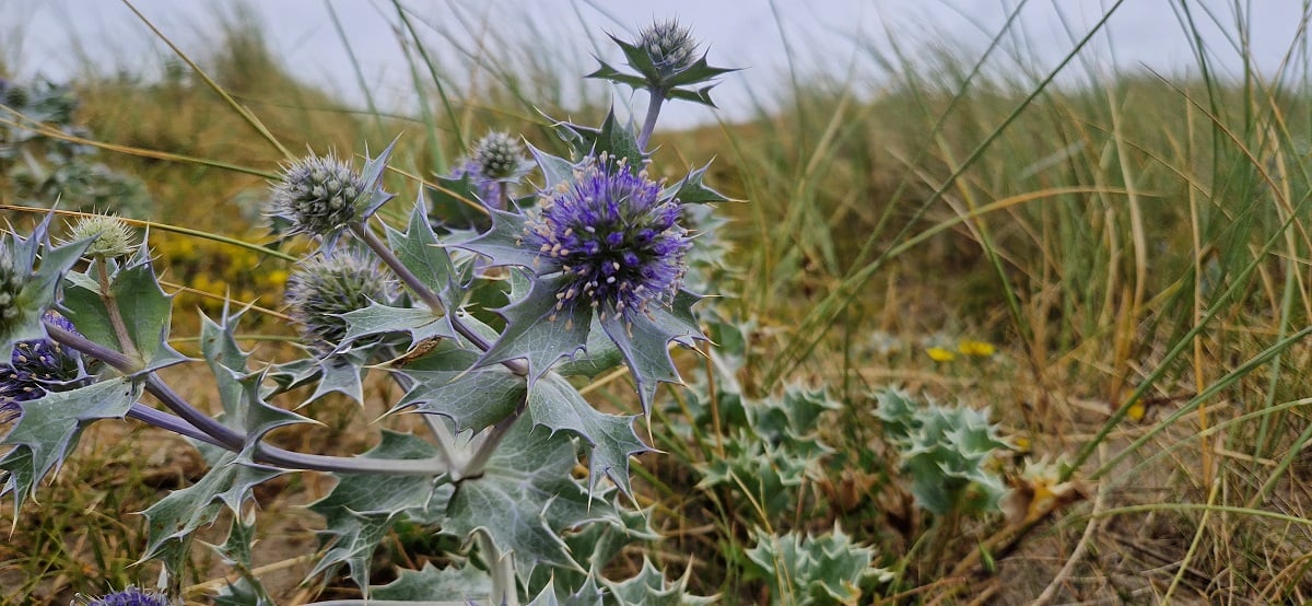 Un soir d'été dans les dunes