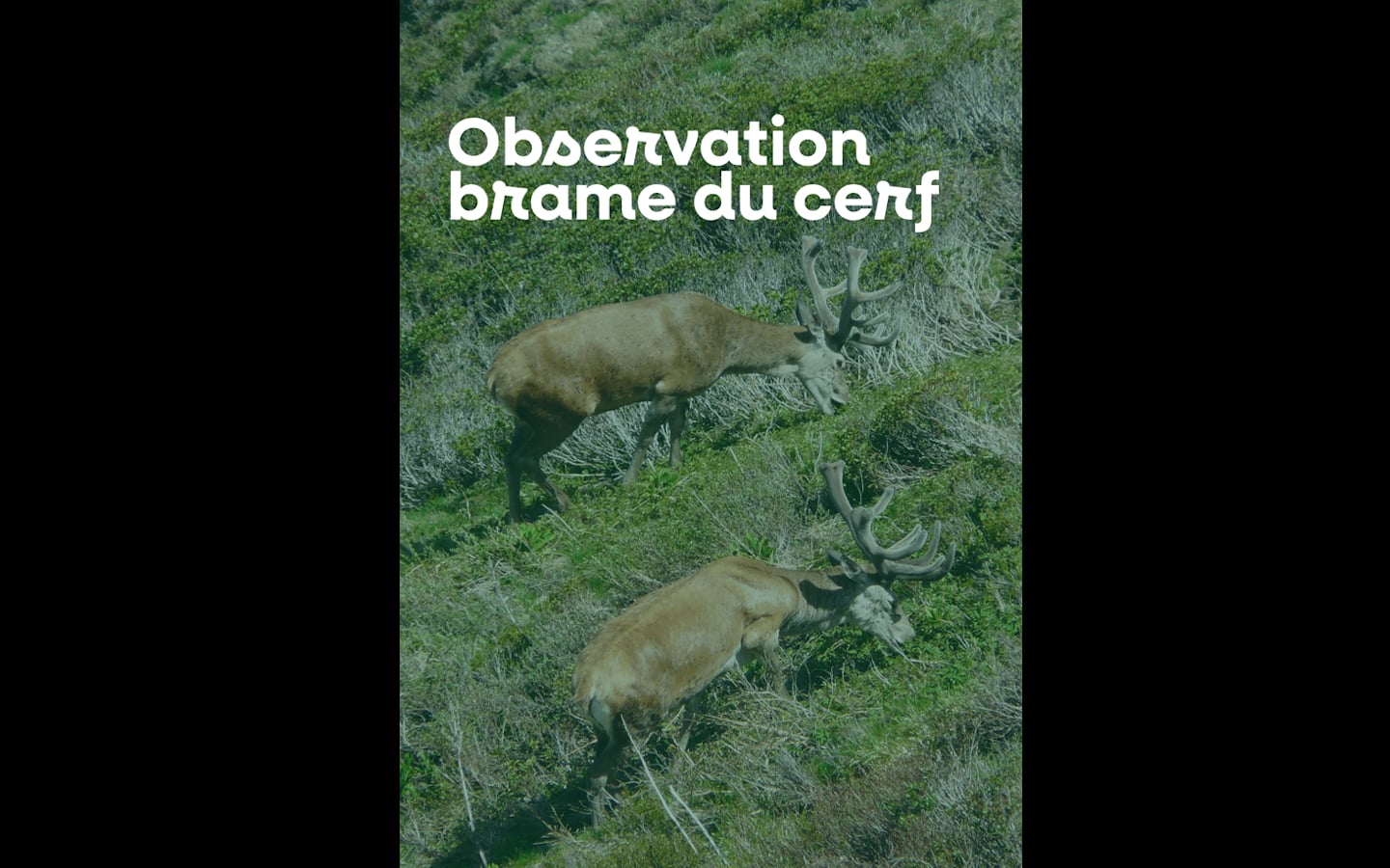 Sortie nature à l'écoute du brame du cerf