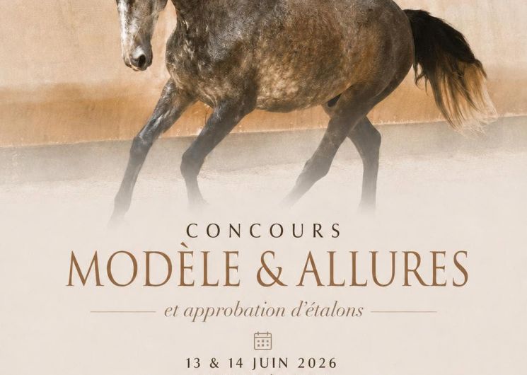 Concours au Haras – modèle et allures