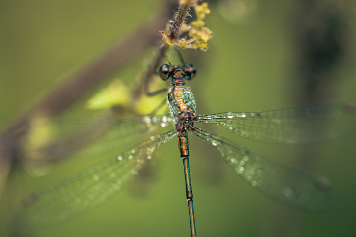 Balade naturaliste : la danse des libellules