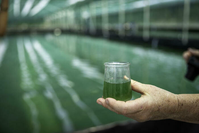 Visite del'exploitation Ferme de l'Or Vert (production de spiruline)