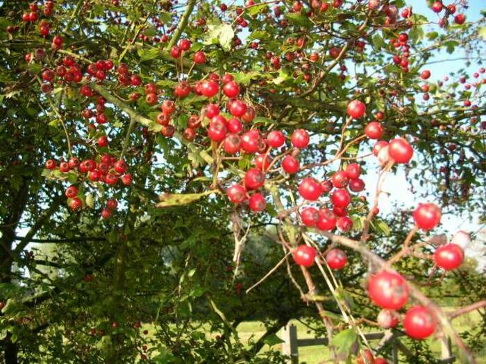 Balade naturaliste au cœur des couleurs du vivant
