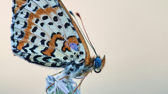 Vole papillon | Compagnie Impact