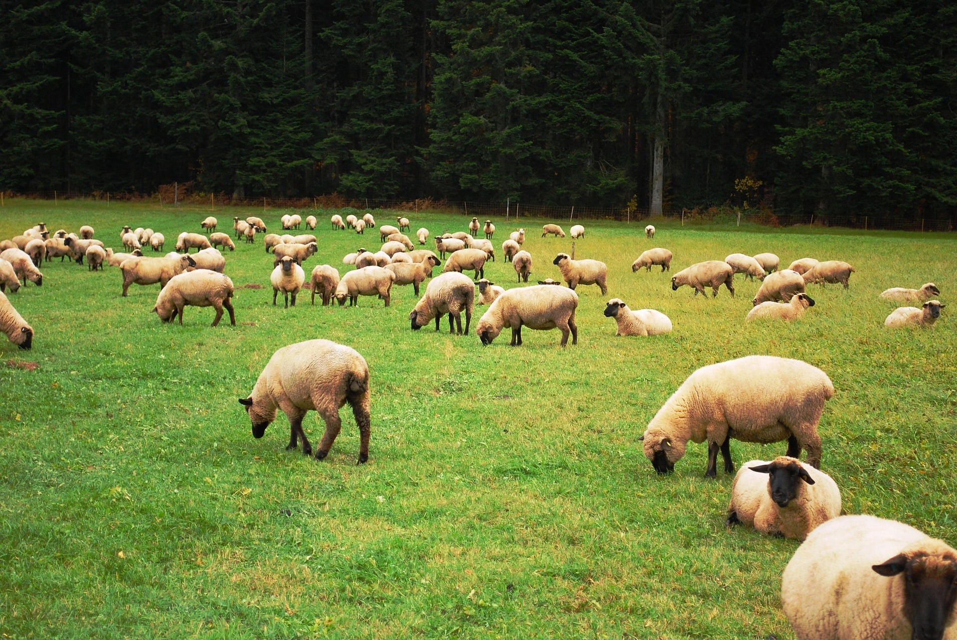 Sortie Nature "Quels points d'équilibre entre pastoralisme et biodiversité" dans la Vallée de la Masse