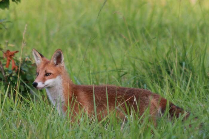 La vie crépusculaire de la Forêt Régionale des Vallières