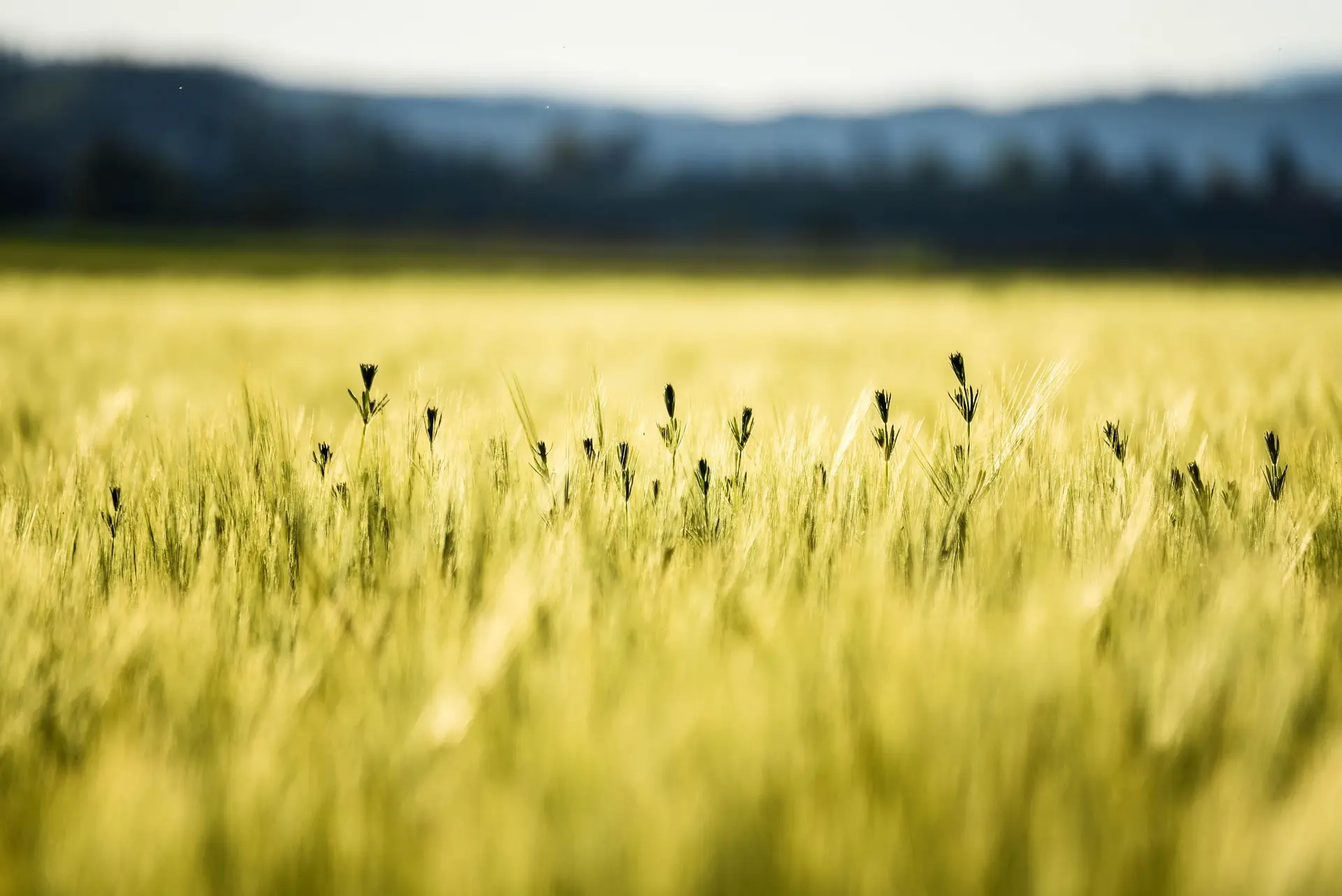 L’agroforesterie, agriculture de demain
