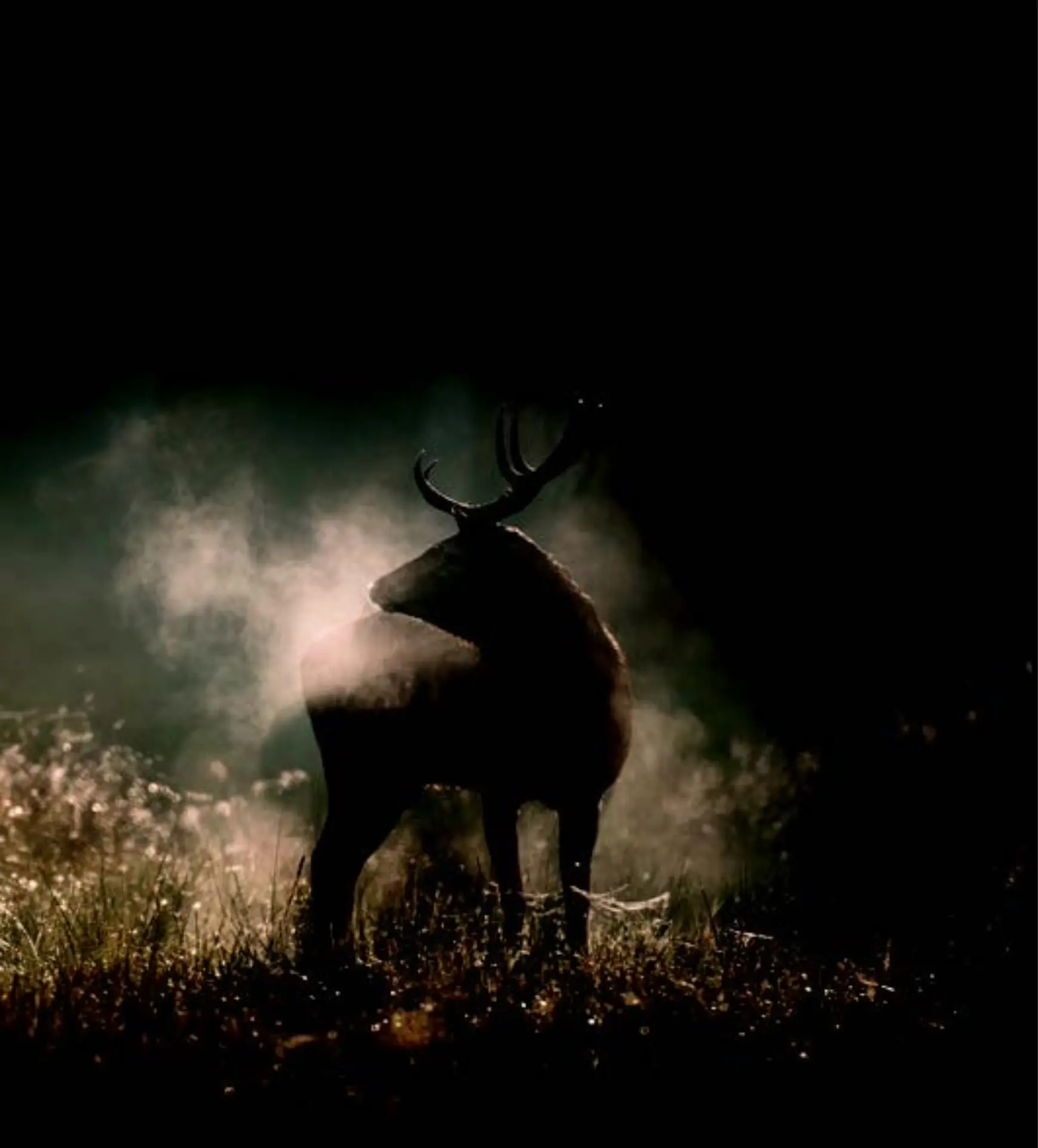 Soirée Spéciale Projection Vincent Munier