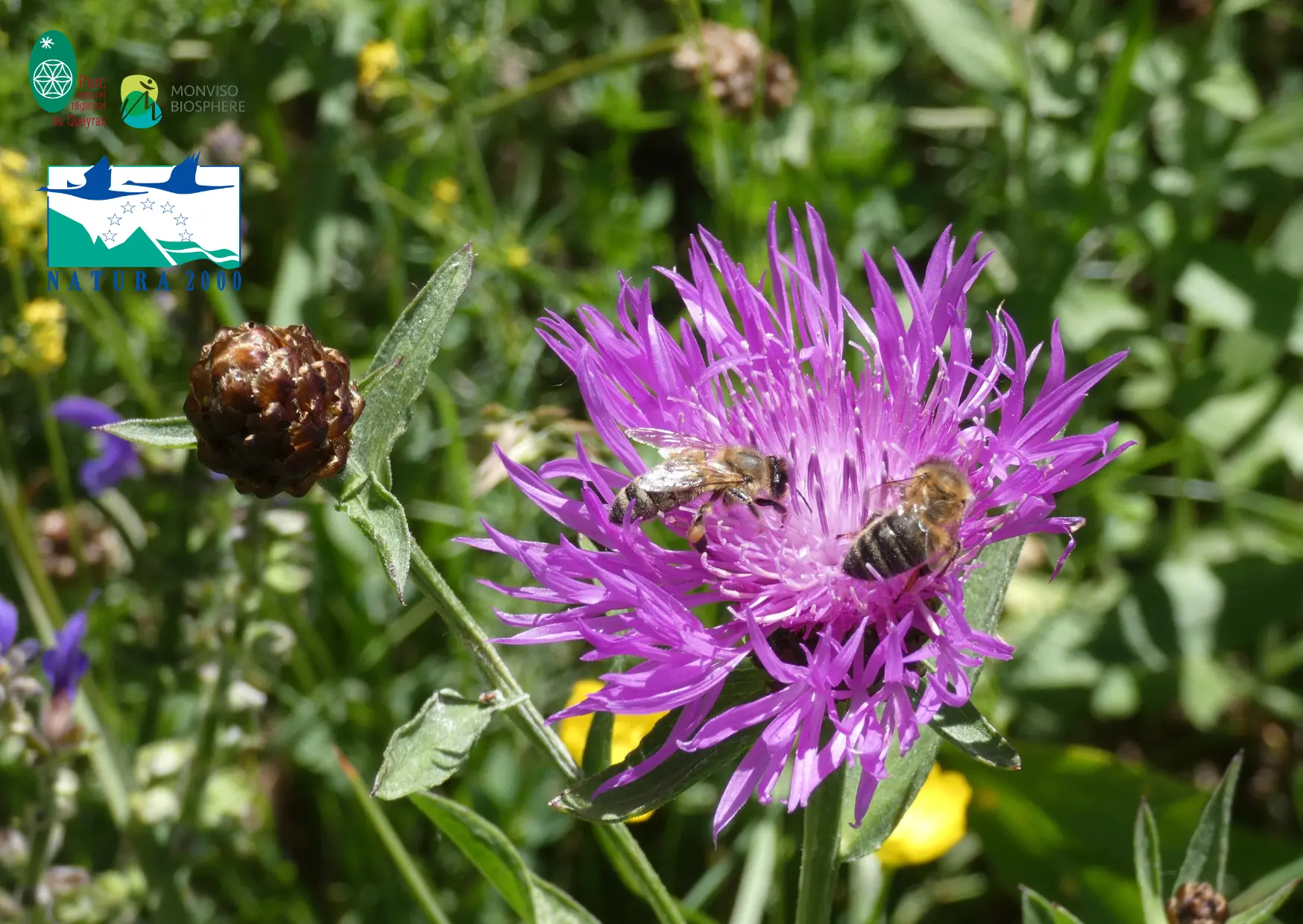 Soirée-conférence sur la pollinisation