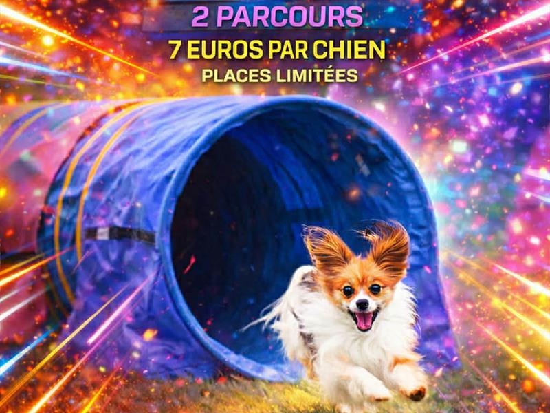 Concours canin - Tunnel run