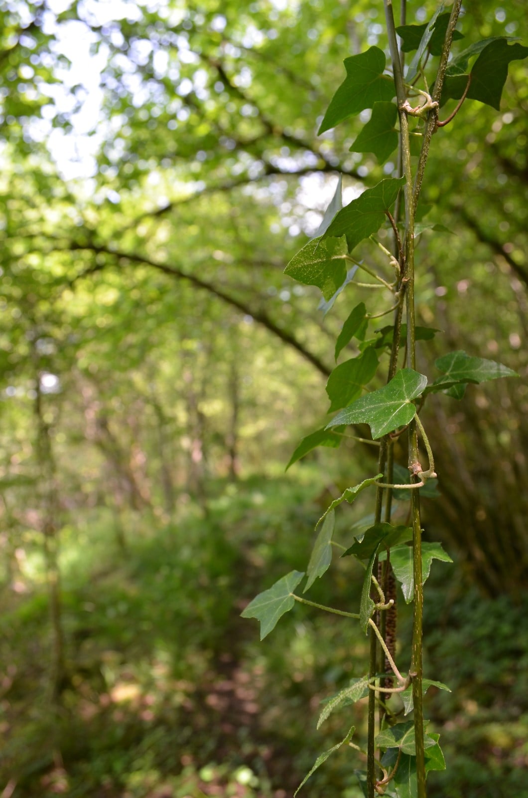 Balade nature en forêt