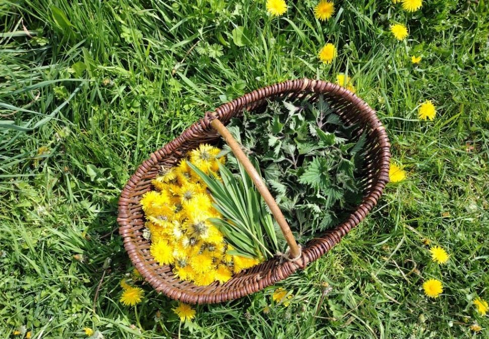 Plantes et mythes en Bretagne