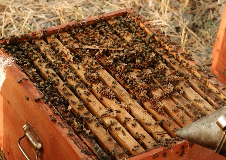 Visite à la ferme – Les ruchers d’Embideau