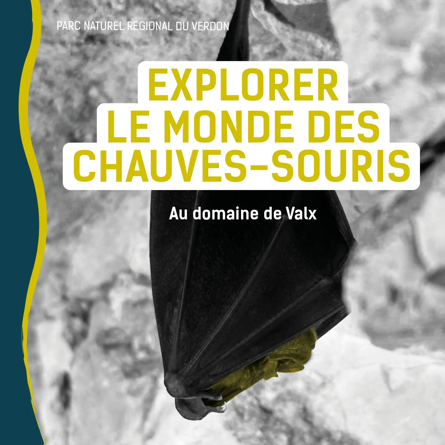Explorer le monde des chauves-souris