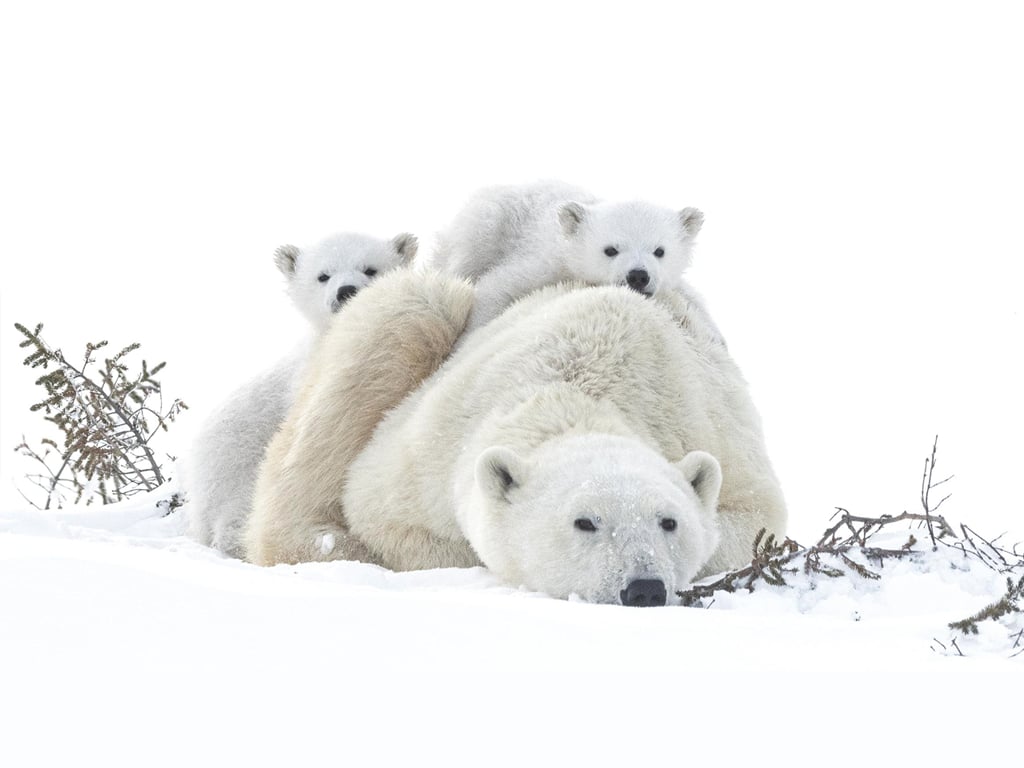 FESTIVAL de cinéma "Nature Climat et Environnement"