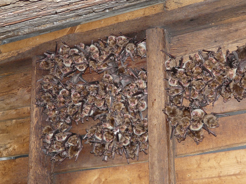 Identification  et écologie acoustique des Chiroptères, Battements zéro