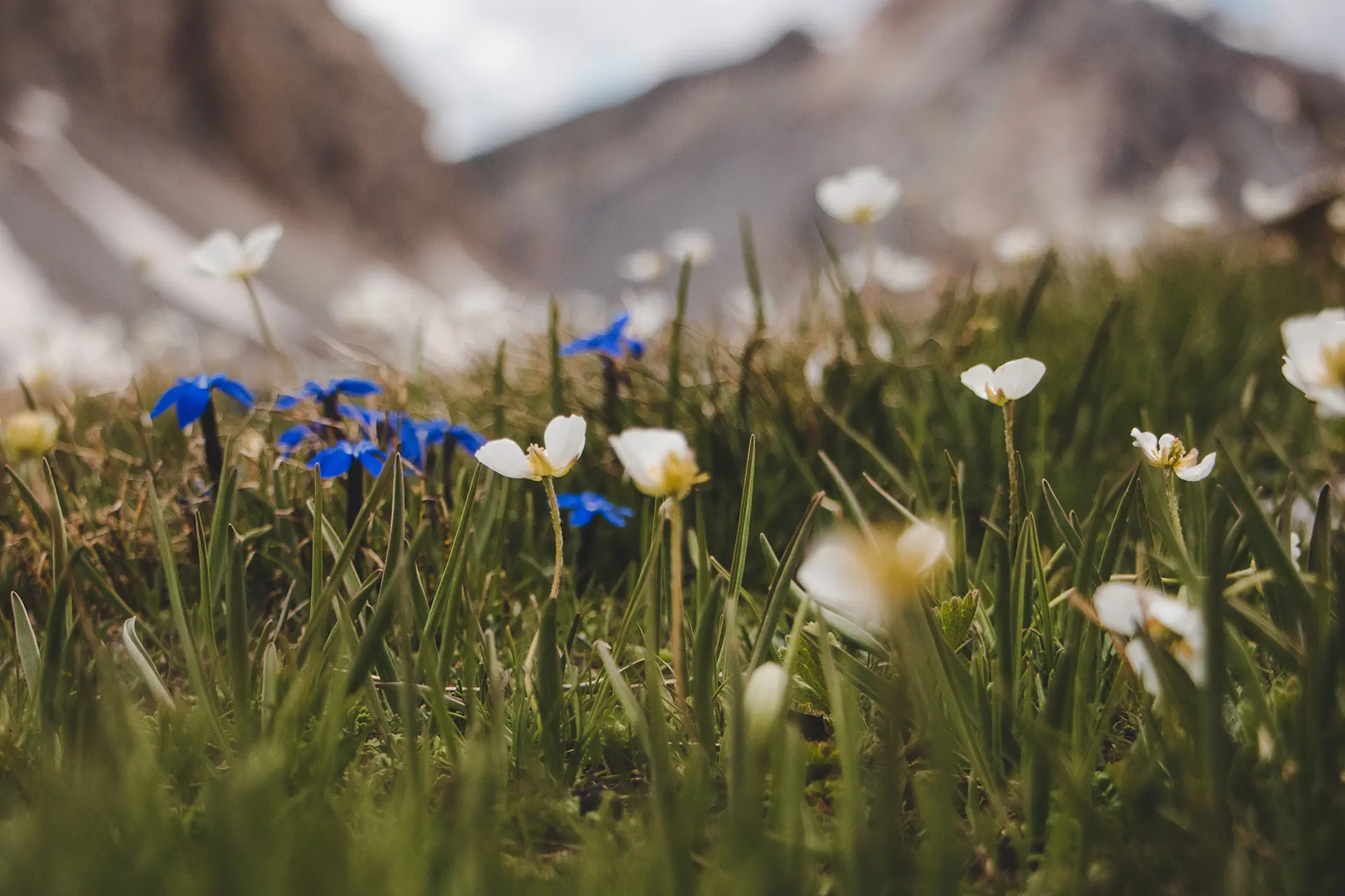 Causerie en montagne : À la découverte de la flore de l'Ubaye et des Alpes du sud