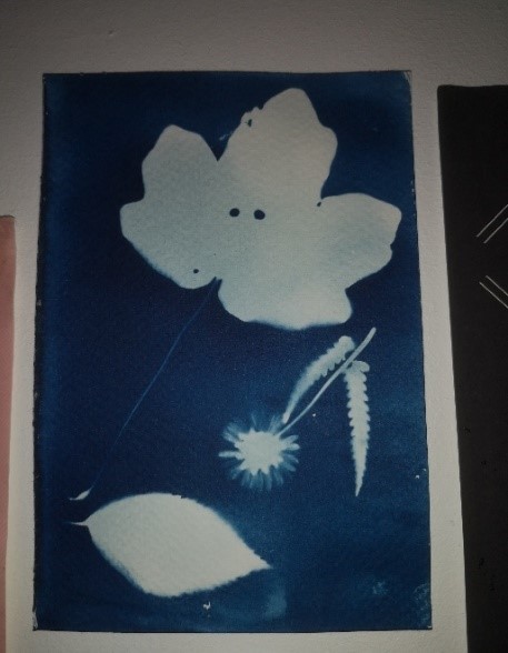 Empreintes végétales au cyanotype