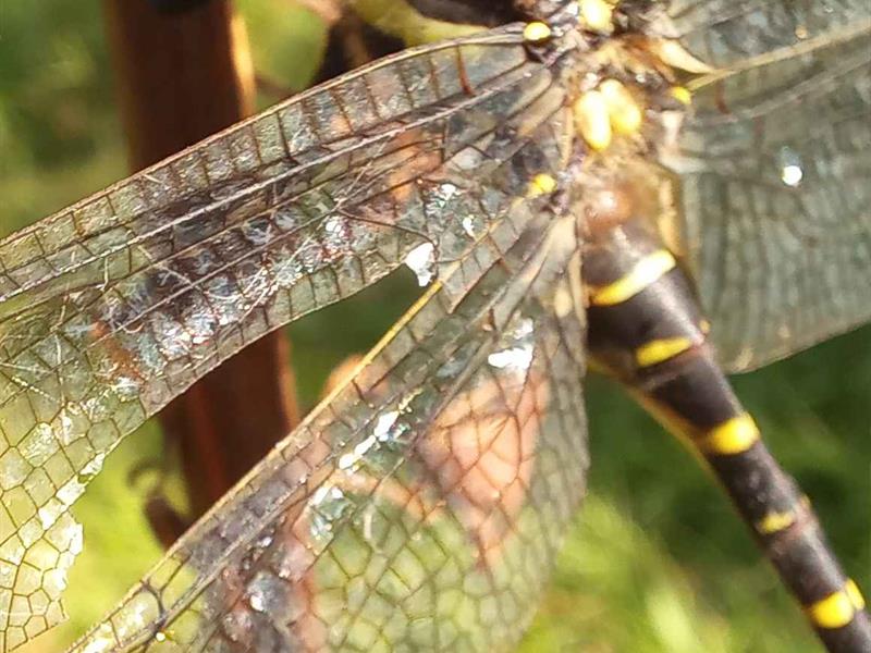 Mademoiselle libellule