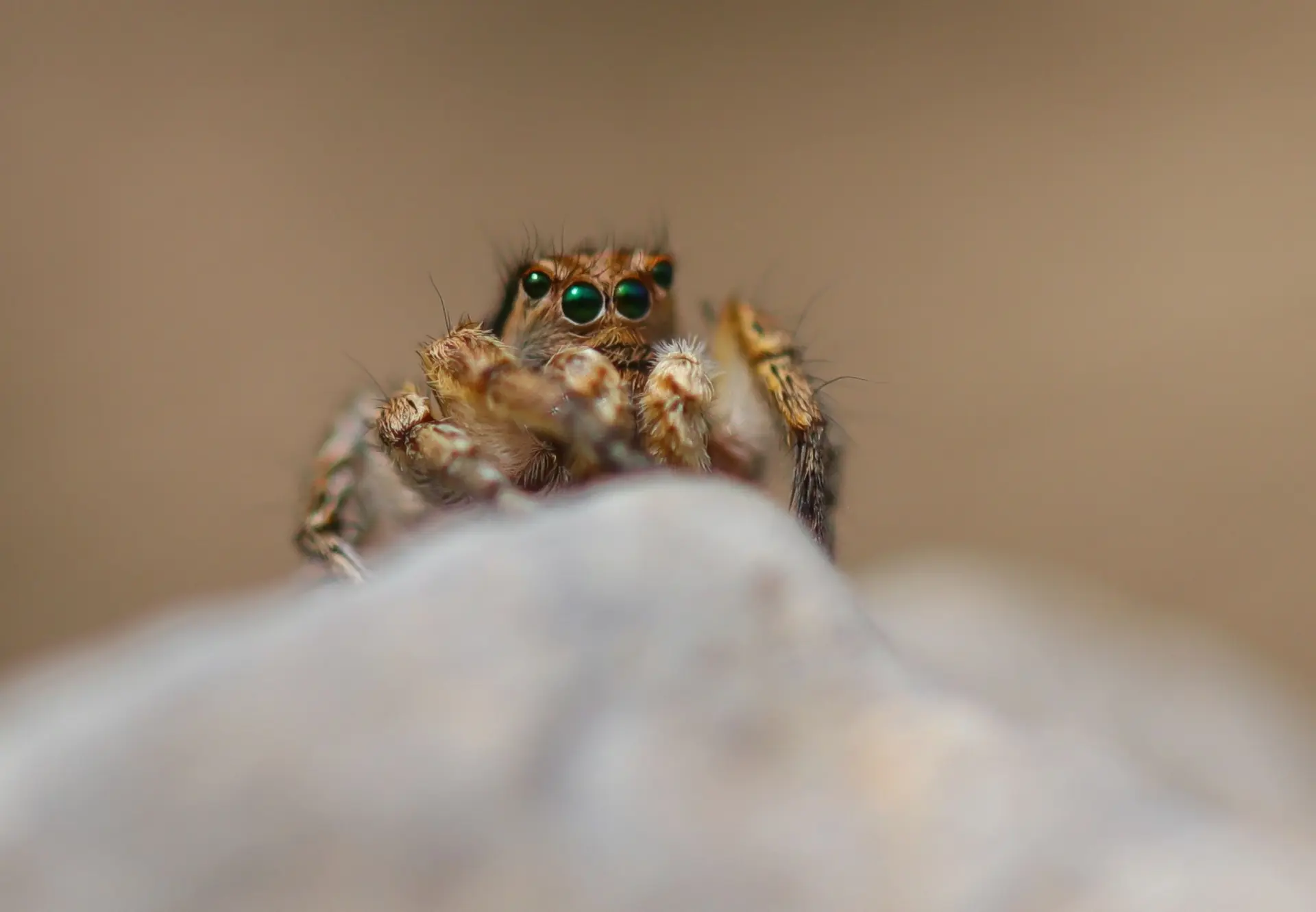 Les rendez-vous du Parc : Super prédateur!