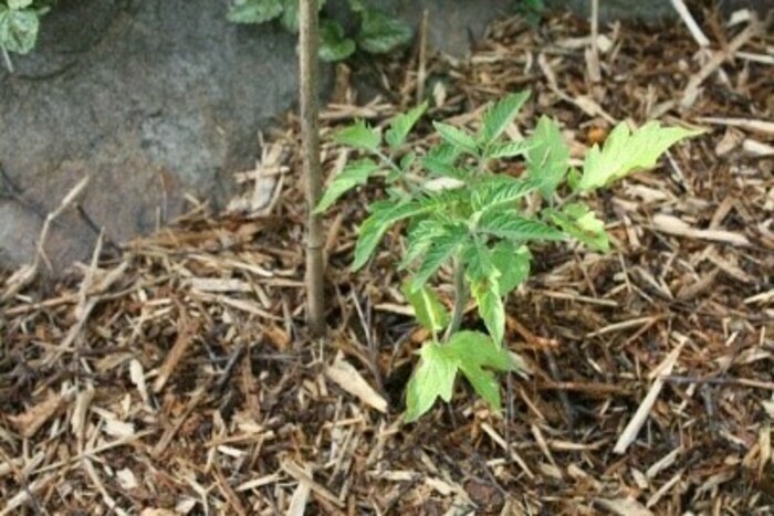 Compostage et gestion des ressources au jardin (2)