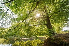 Sortie annulée - Balade nature : la forêt morvandelle, pas à pas