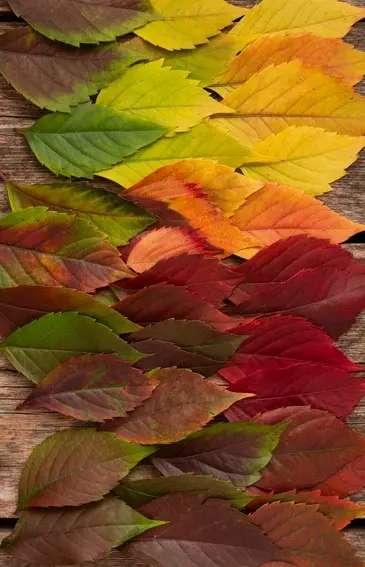 Color’conférence : palette sauvage aux couleurs du massif des maures