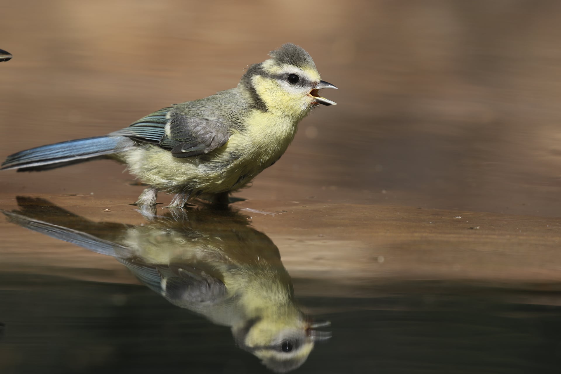 Sortie découverte "Oiseaux"