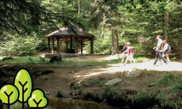 Sorties Sylvothérapie - Bains de forêt