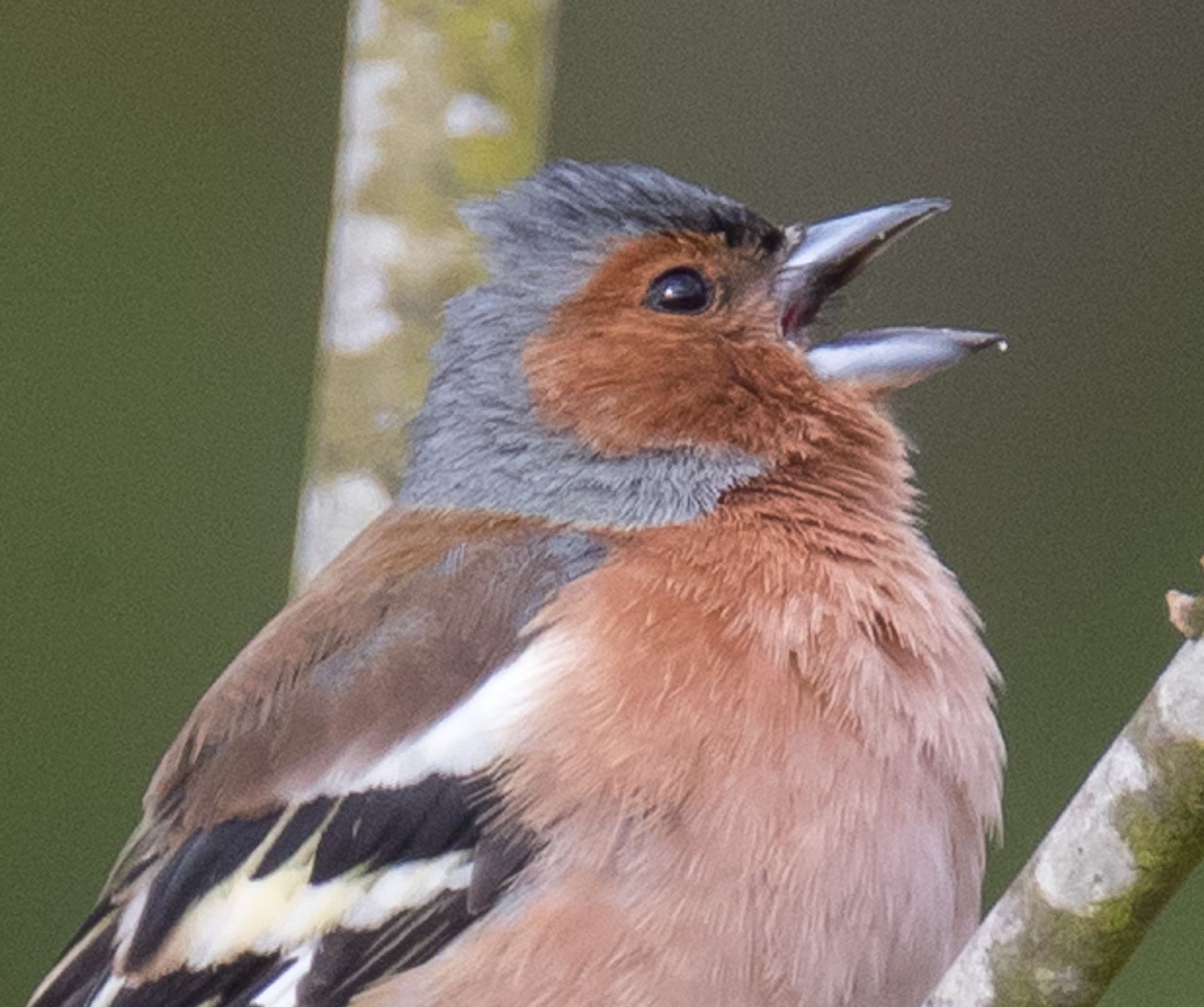 Sortie avec la maison de la nature - Les oiseaux de nos campagnes