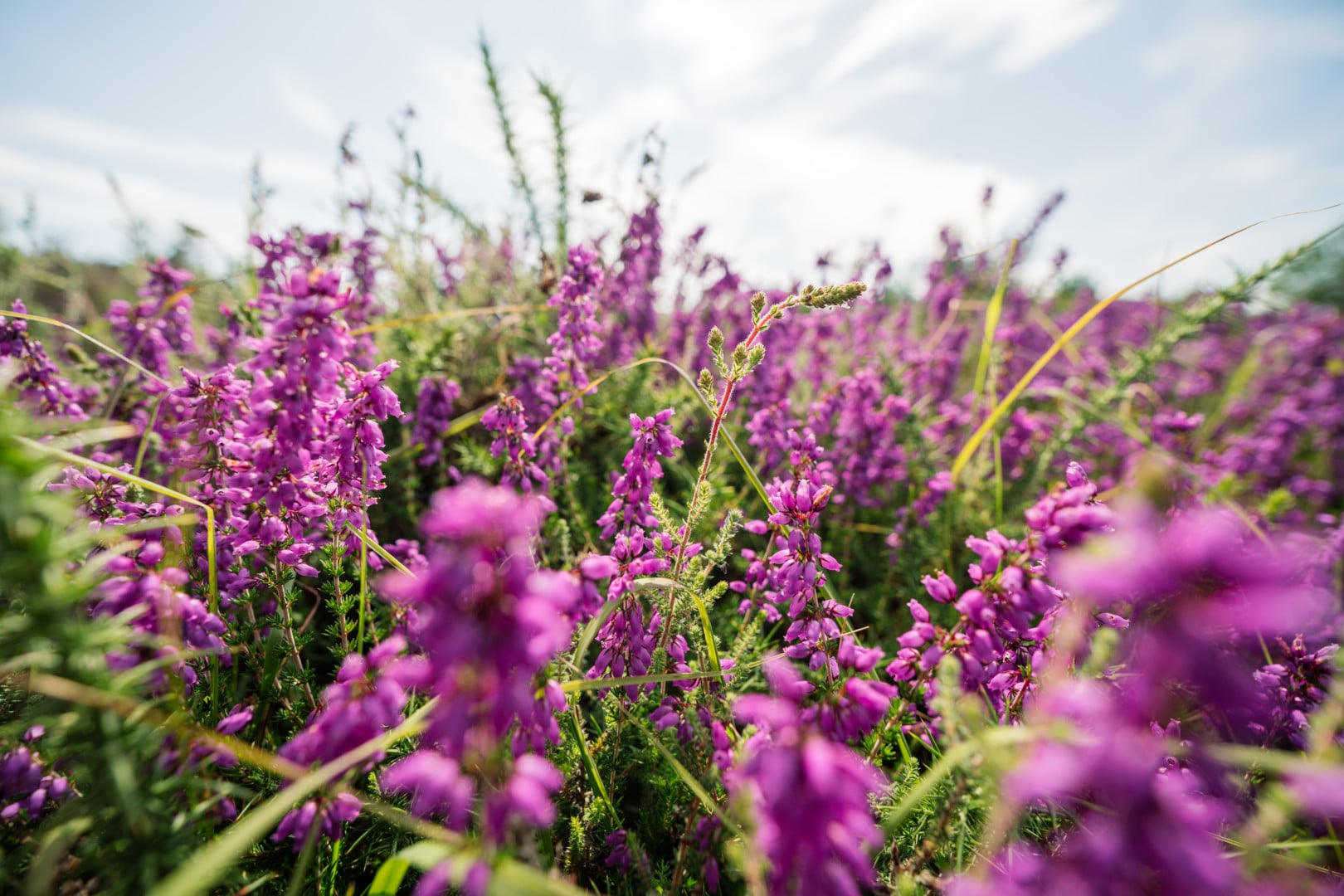 Activité « Rencontr’& vous » : A la découverte des Landes de La Poterie : balade nature et dispositif créatif