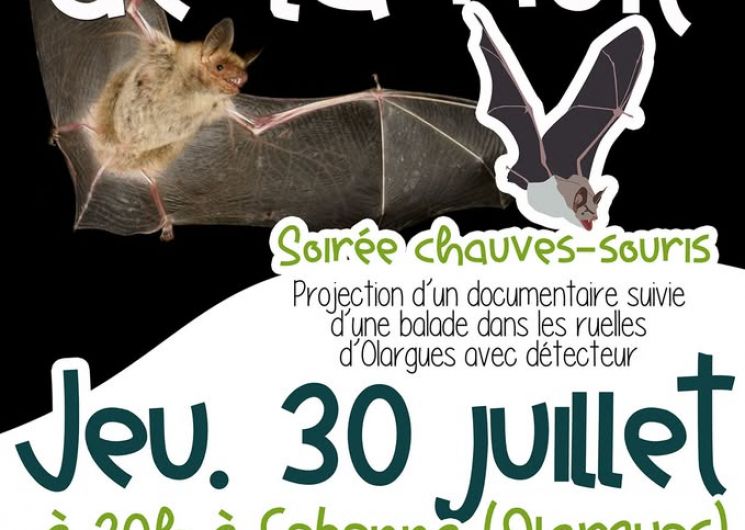 SORTIE NOCTURNE : CHAUVE QUI PEUT !