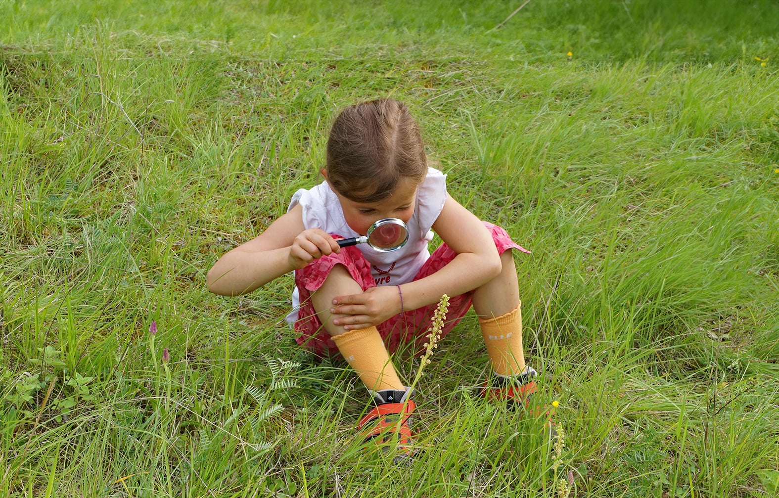 Ophrys ou orchis : les orchidées de la Colline de Mirabel