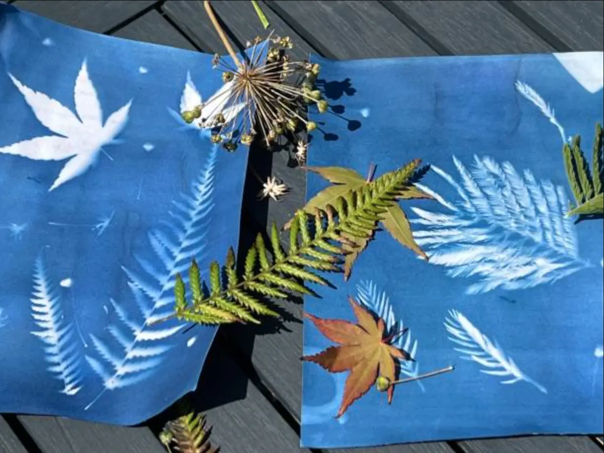 Atelier Cyanotypes