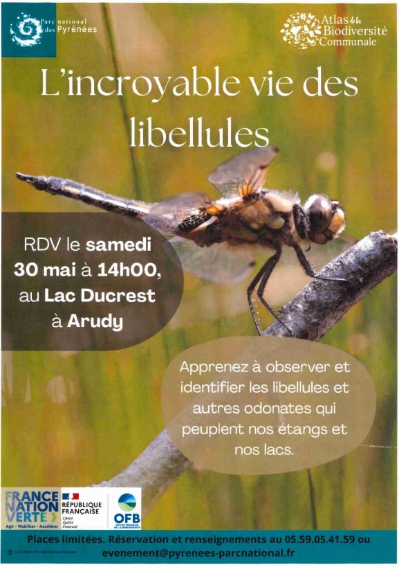 Fêtons la biodiversité - L'incroyable vie des libellules