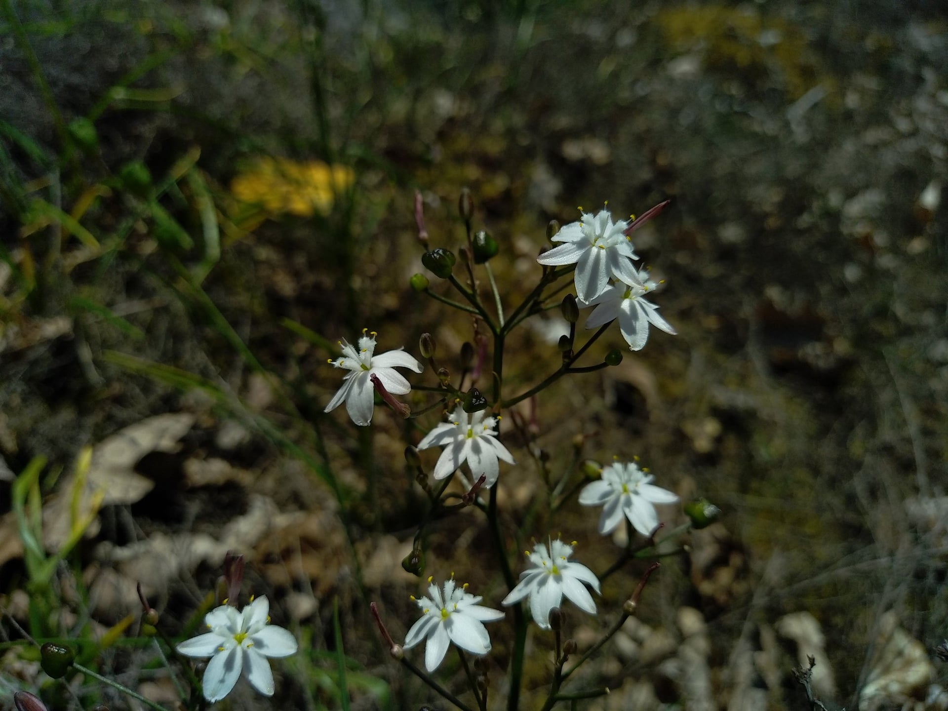 A la recherche du Siméthis à feuilles planes